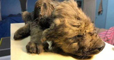 Ritrovato cane di 18 mila anni
